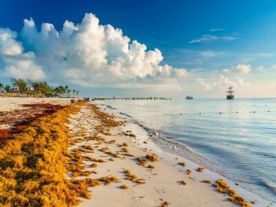 Universitarios proponen alternativas para el sargazo