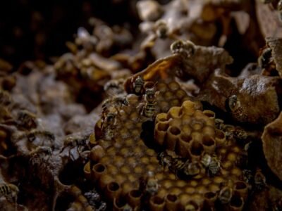 Riquezas de Yucatán